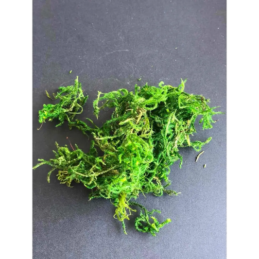 Green Preserved Moss