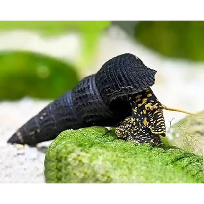 Black pagoda snail with patterned body.