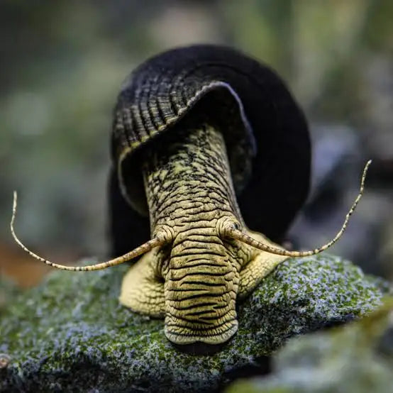 Black shelled snail with striped body.