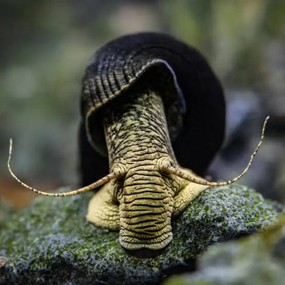 Black shelled snail with striped body.