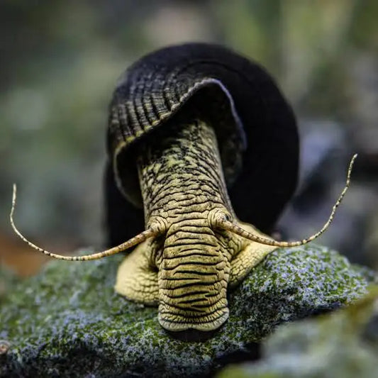 Black shelled snail with striped body.