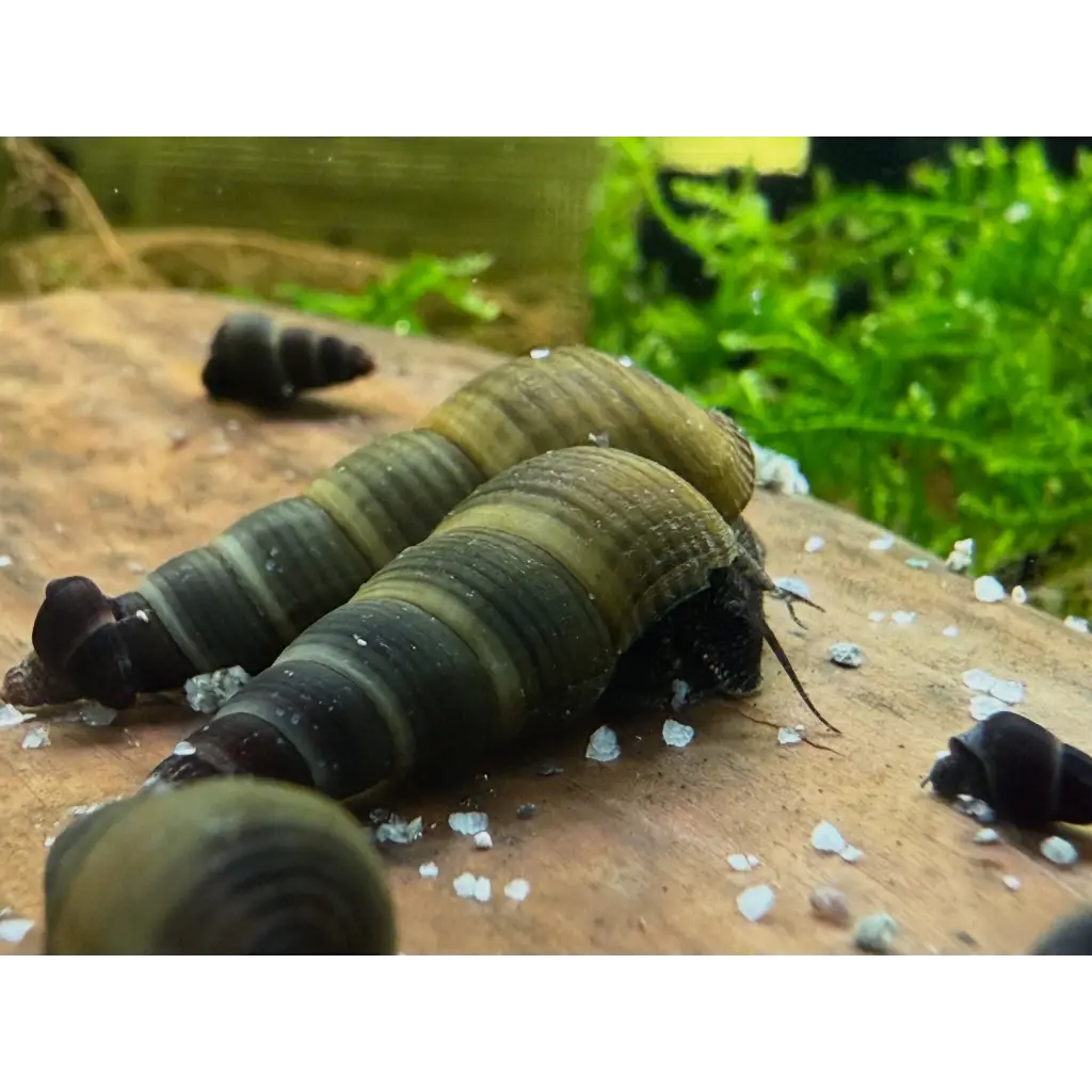 Dark brown and tan striped freshwater snails.
