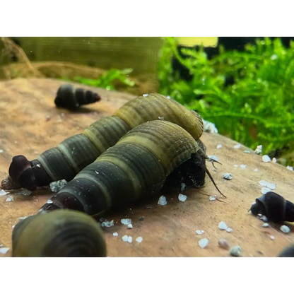 Dark brown and tan striped freshwater snails.