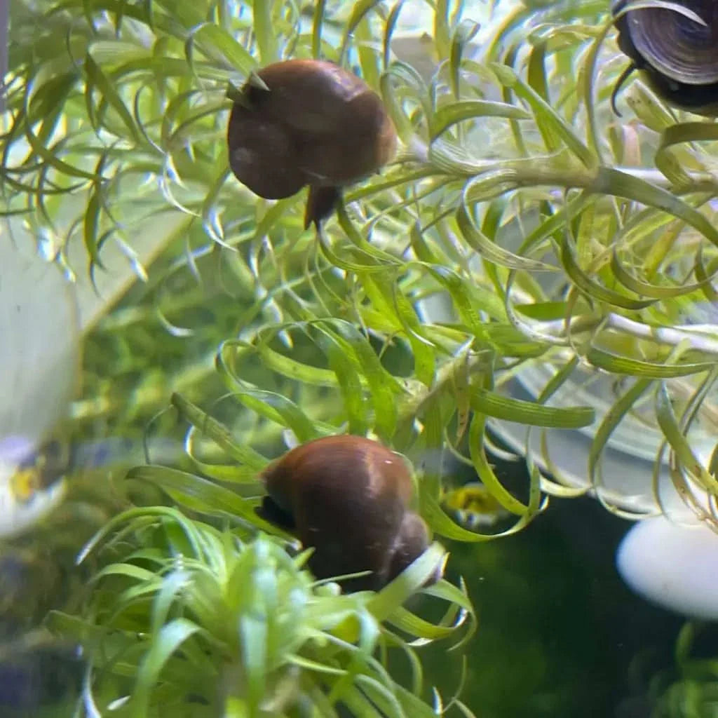 Aquatic snails on green plants.