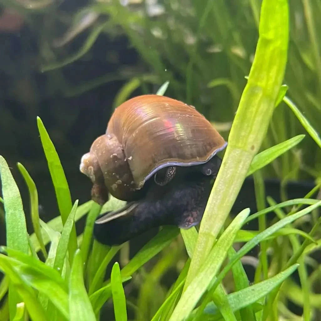 Brown shelled snail.