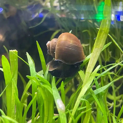 Brown shelled snail.