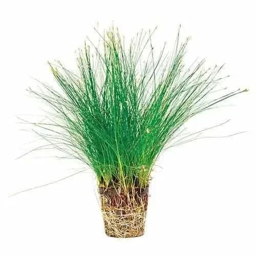 Green grass plant with exposed roots.