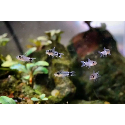 School of pygmy corydoras.
