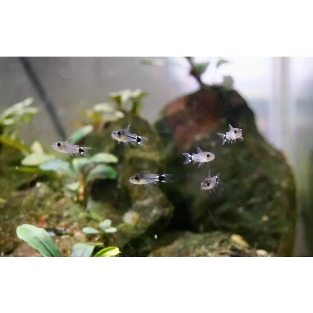 School of small, silver fish with black markings.