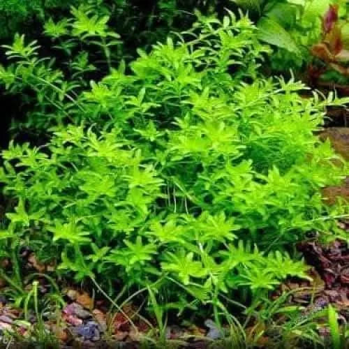 Lush green aquatic plant.