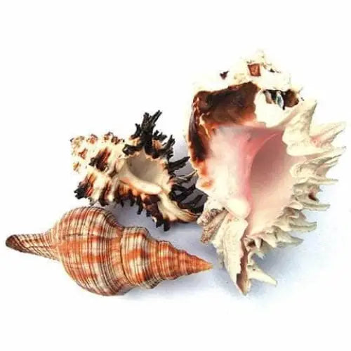 Hermit Crab Spare Shell