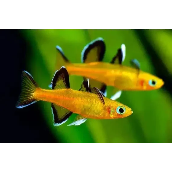 Two golden fish.