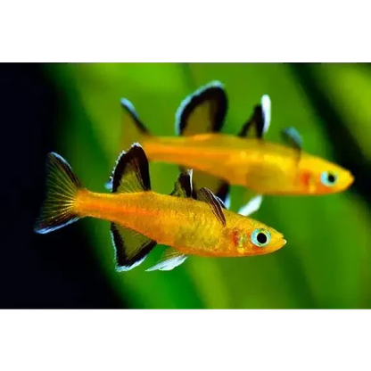 Two golden fish.