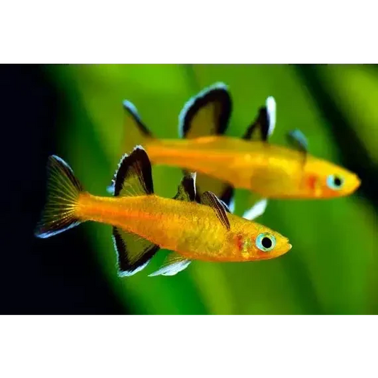 Two golden fish.