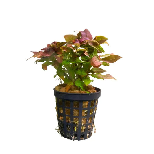 Aquatic plant in a black mesh pot.