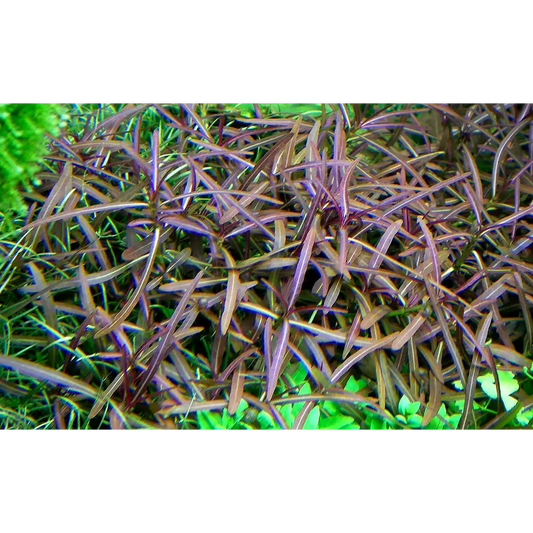 Hygrophila lancea βAraguaiaβ Pot