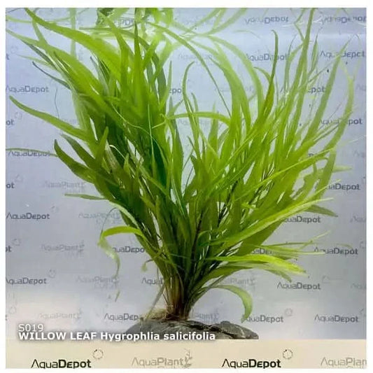Willow leaf hygrophilia salicifolia plant.