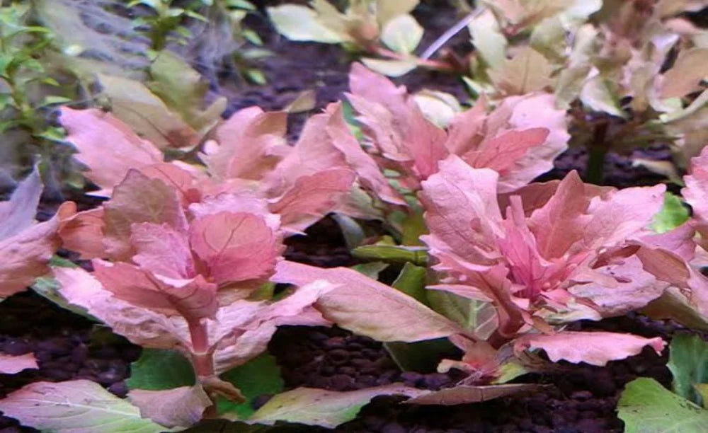 Hygrophila triflora (RARE) aka Wisteria Red Pot