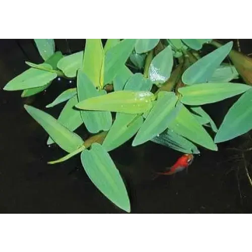 Aquatic plant with a red fish.