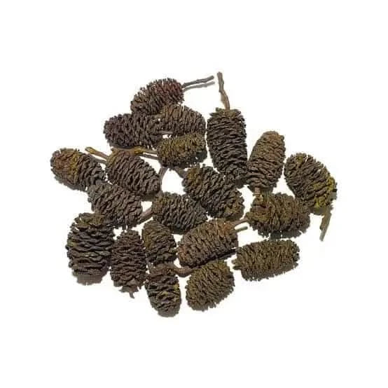 Pile of brown alder cones.