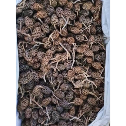 Indian Almond Leaves IAL (Pack of 10) Alder Cones 12 Pcs