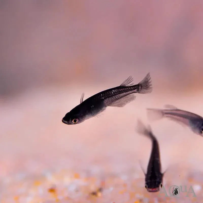 Three black fish.