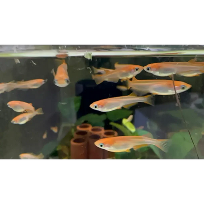 School of orange fish.