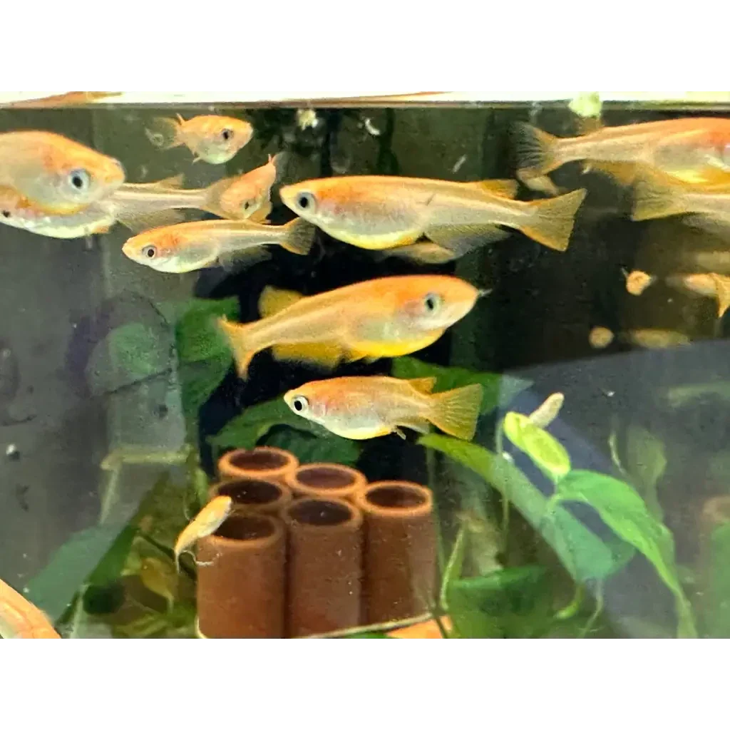 School of golden fish.