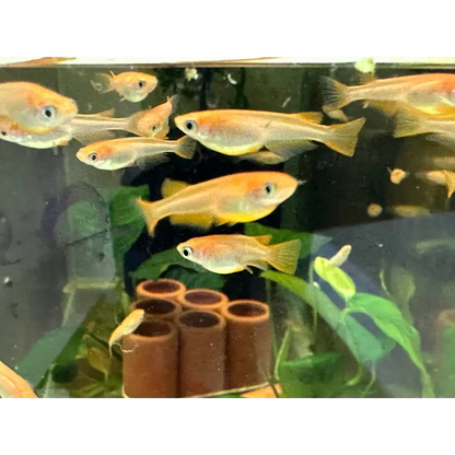 School of golden fish.