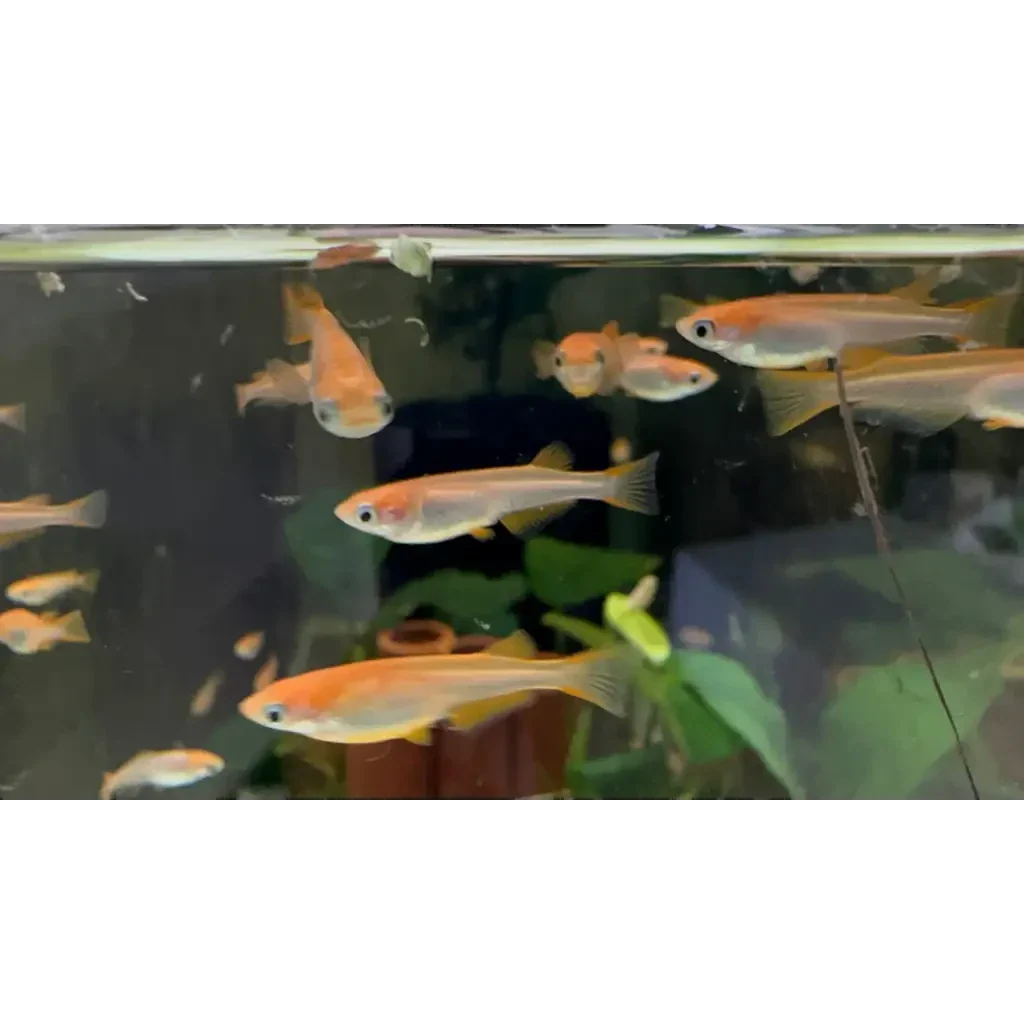 School of orange fish.