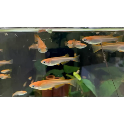 School of orange fish.