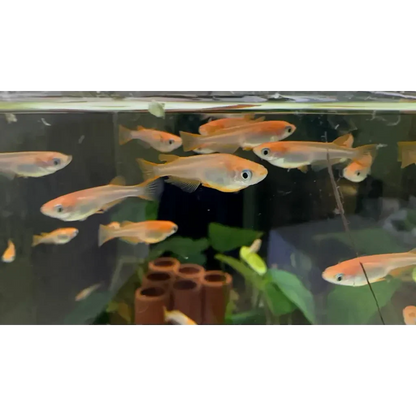 School of orange fish.