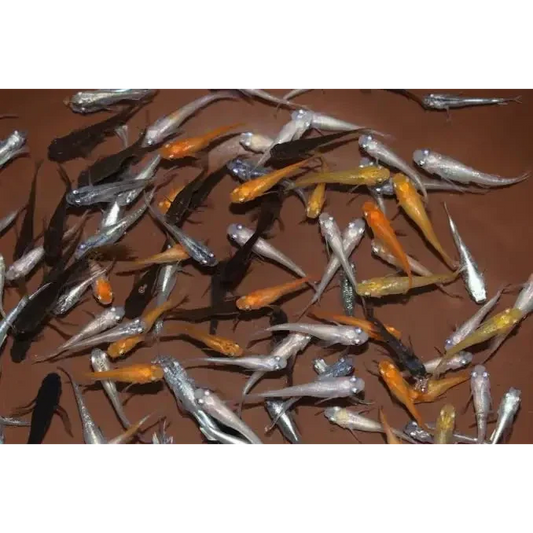 Colorful school of fish.