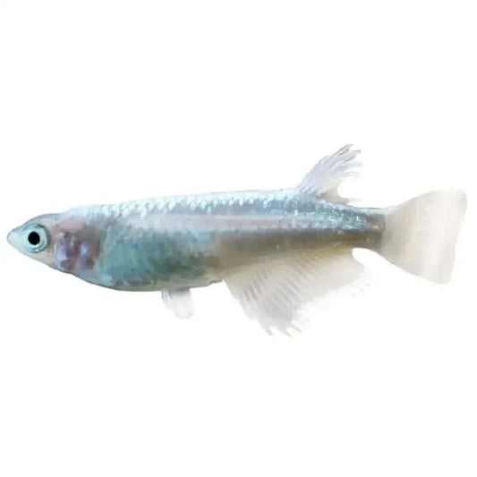 Translucent white fish.
