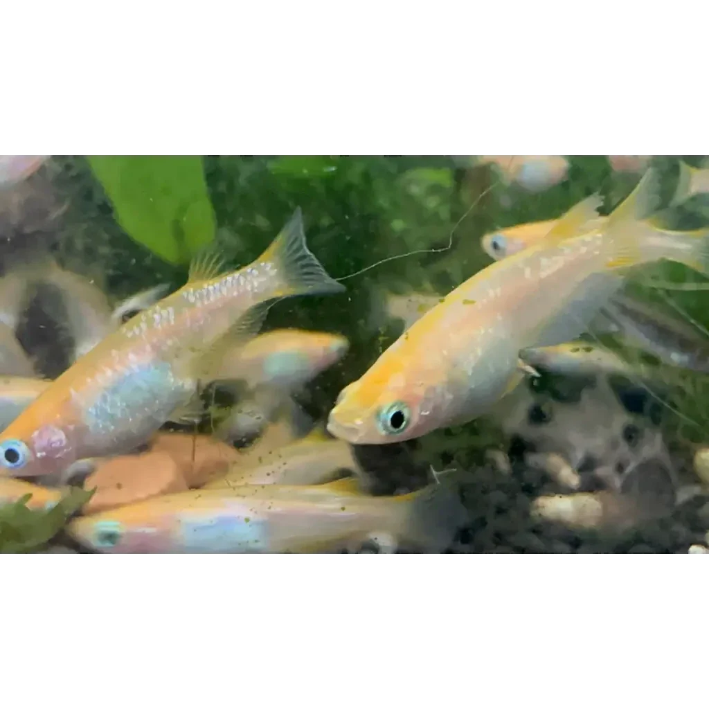 School of pale yellow fish.