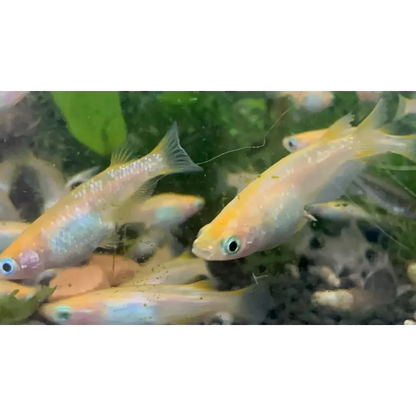 School of pale yellow fish.