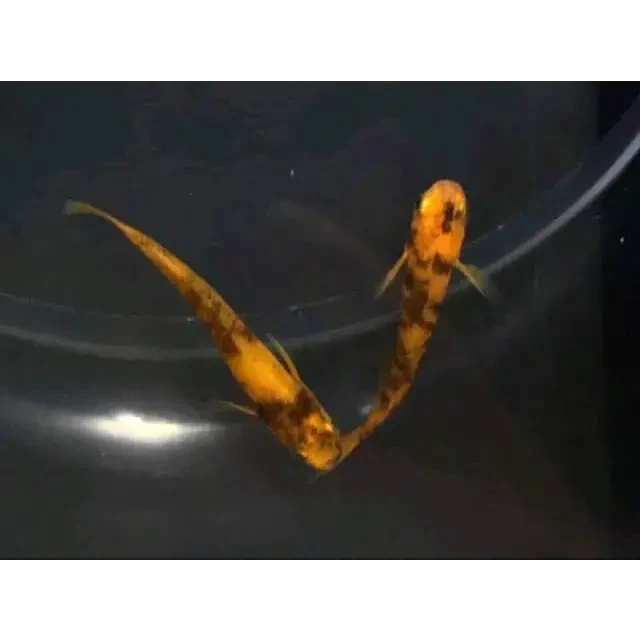 Two orange and black koi fish.