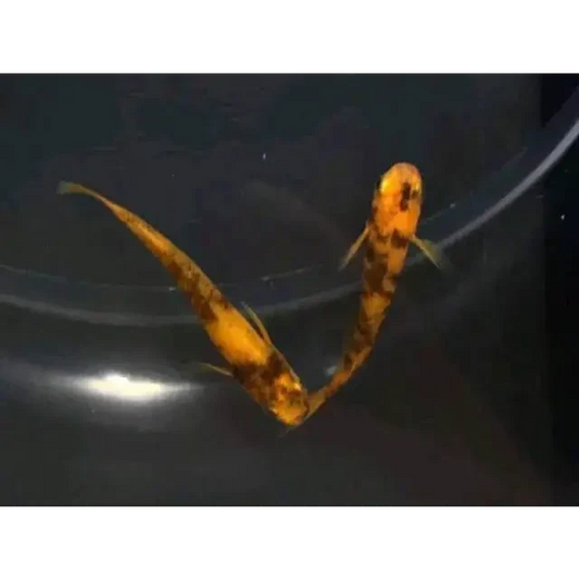 Two orange and black koi fish.