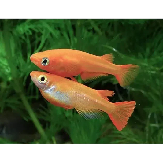 Two orange fish.