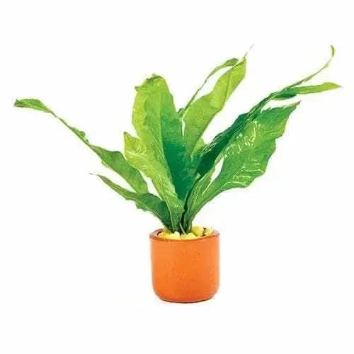 Potted green plant.