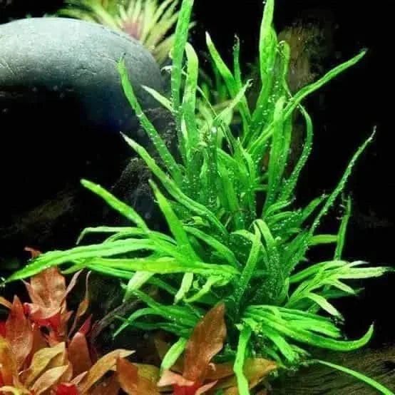 Vibrant green aquatic plant.