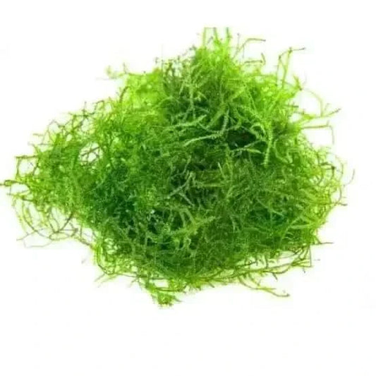 Clump of green Java moss.