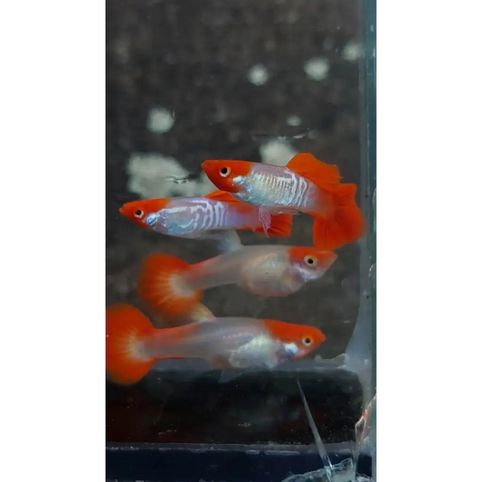 Four vibrant red and white guppy fish.