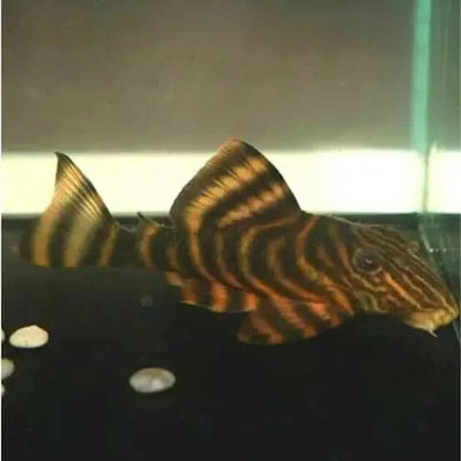 Striped pleco fish.