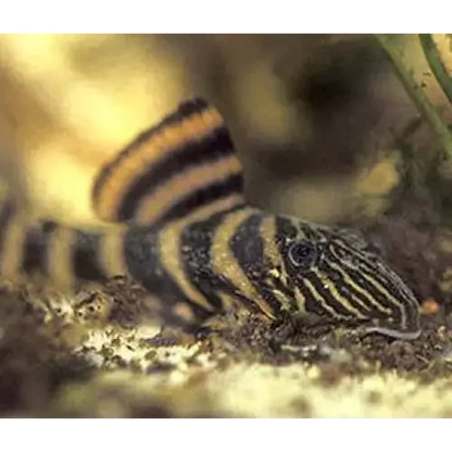 Striped pleco fish.