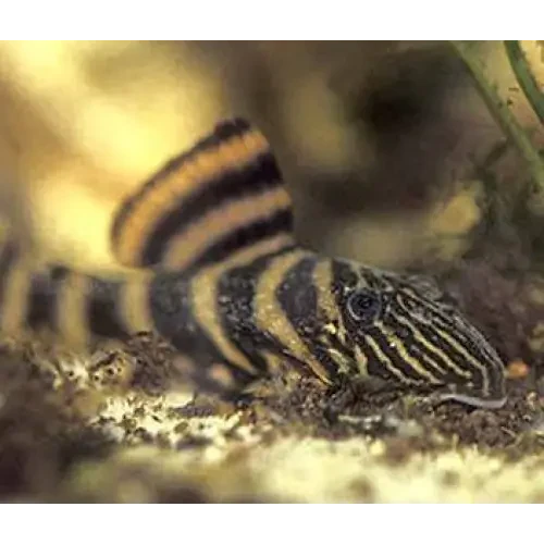 Striped pleco fish.
