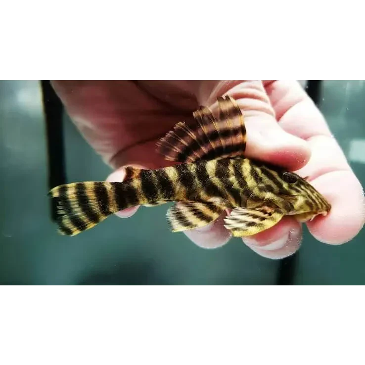 Zebra-striped pleco fish.