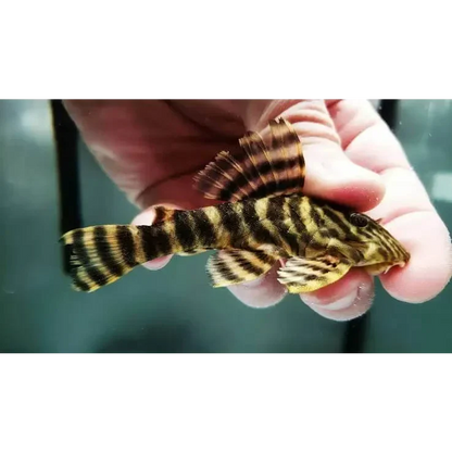 Zebra-striped pleco fish.
