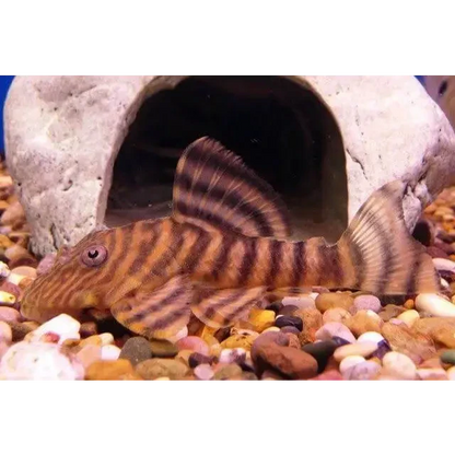Striped pleco fish.