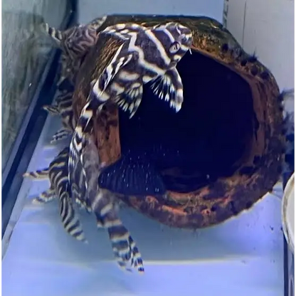 Zebra-striped pleco fish around a log.